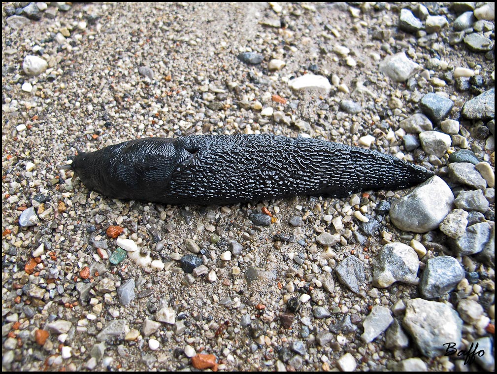 Limax cinereoniger da un bosco presso Gorizia